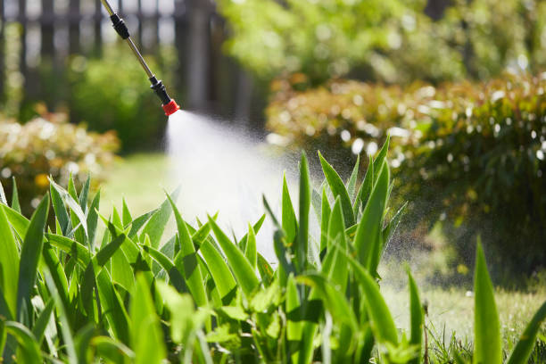 24/7 Emergency Termite Control experts in Buxton, NC